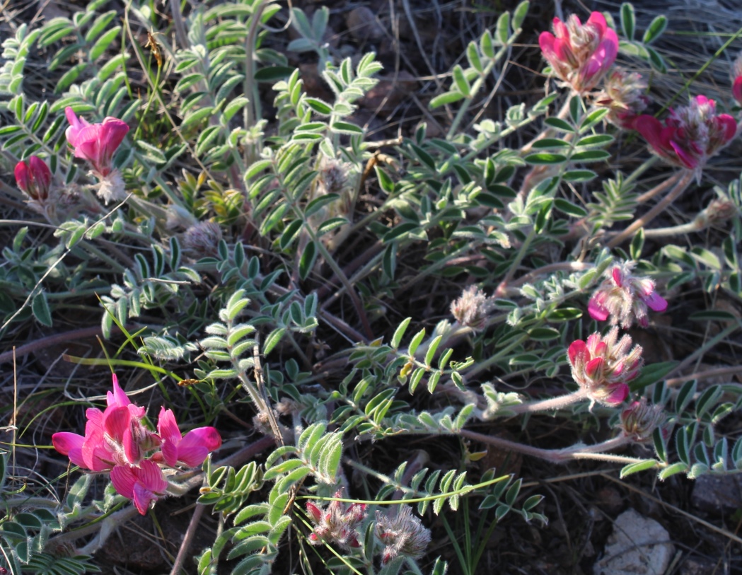 Image of Hedysarum villosissimum specimen.