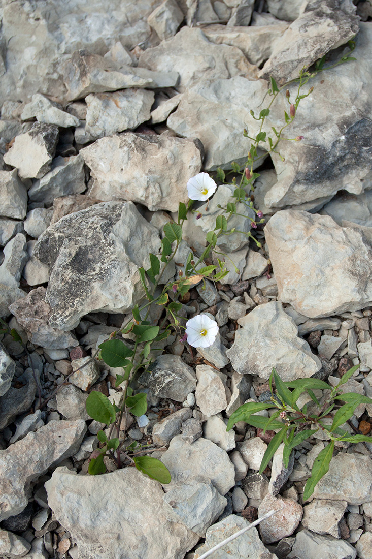 Image of Convolvulus arvensis specimen.