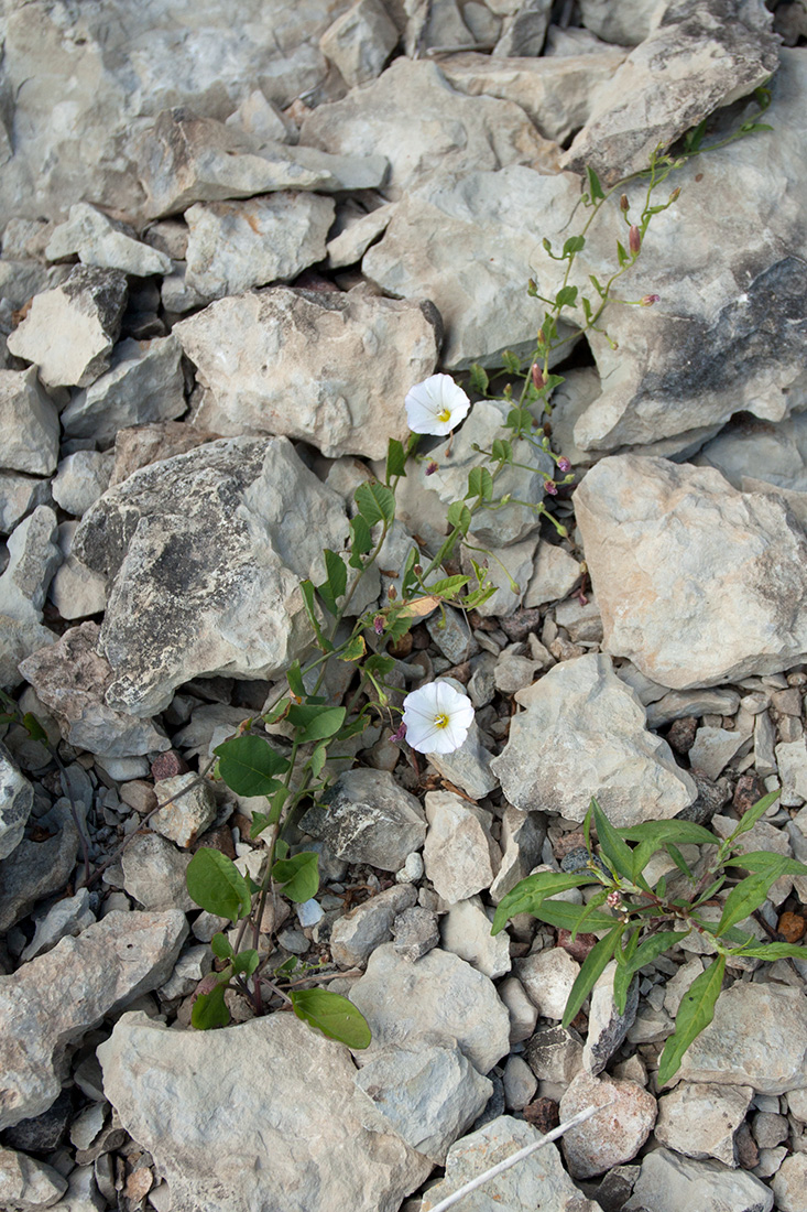 Изображение особи Convolvulus arvensis.