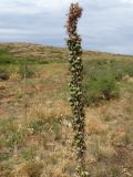genus Eremurus