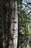 Picea orientalis