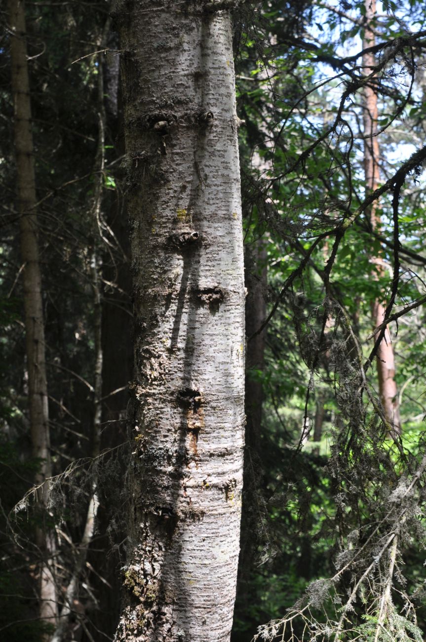 Image of Picea orientalis specimen.