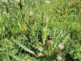 Cirsium rhizocephalum. Цветущее растение. Кабардино-Балкария, Эльбрусский р-н, долина р. Ирикчат, ок. 2800 м н.у.м., субальпийский луг. 06.08.2018.