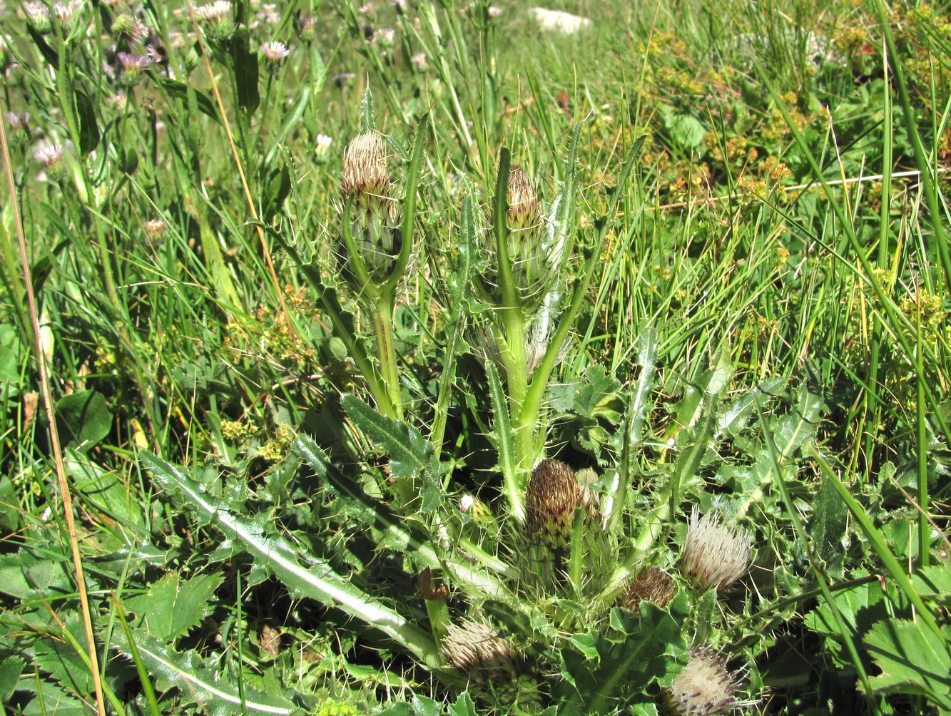 Изображение особи Cirsium rhizocephalum.