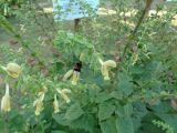 Salvia glutinosa. Соцветия с питающейся маткой шмеля. Тверская обл., г. Тверь, Городской сад, клумба краснокнижных растений. 6 сентября 2018 г.