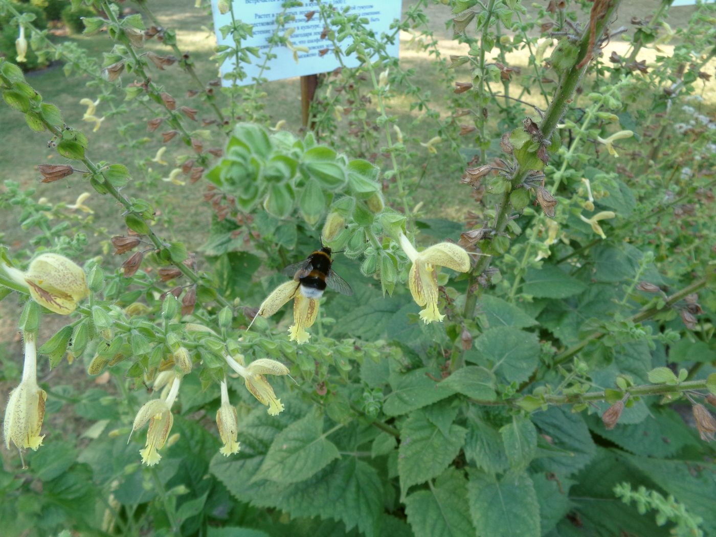 Изображение особи Salvia glutinosa.