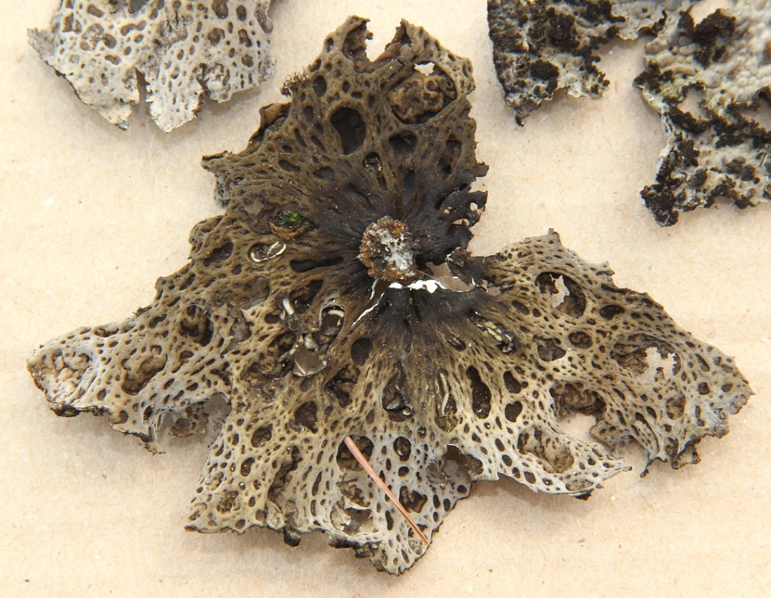 Image of Lasallia pustulata specimen.