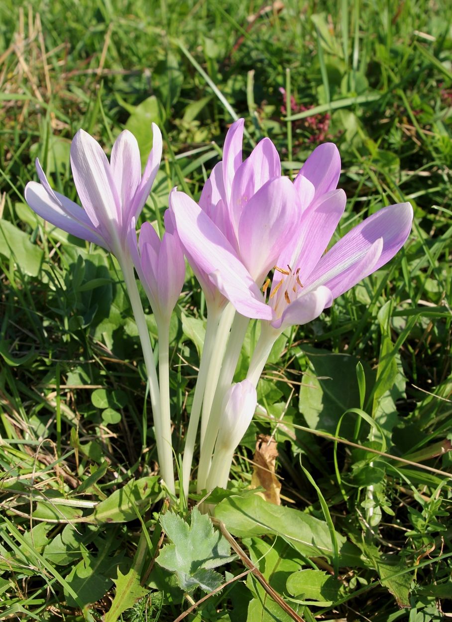 Изображение особи Colchicum autumnale.