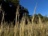 Stipa capillata