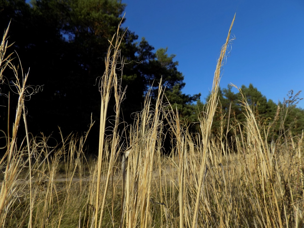 Изображение особи Stipa capillata.