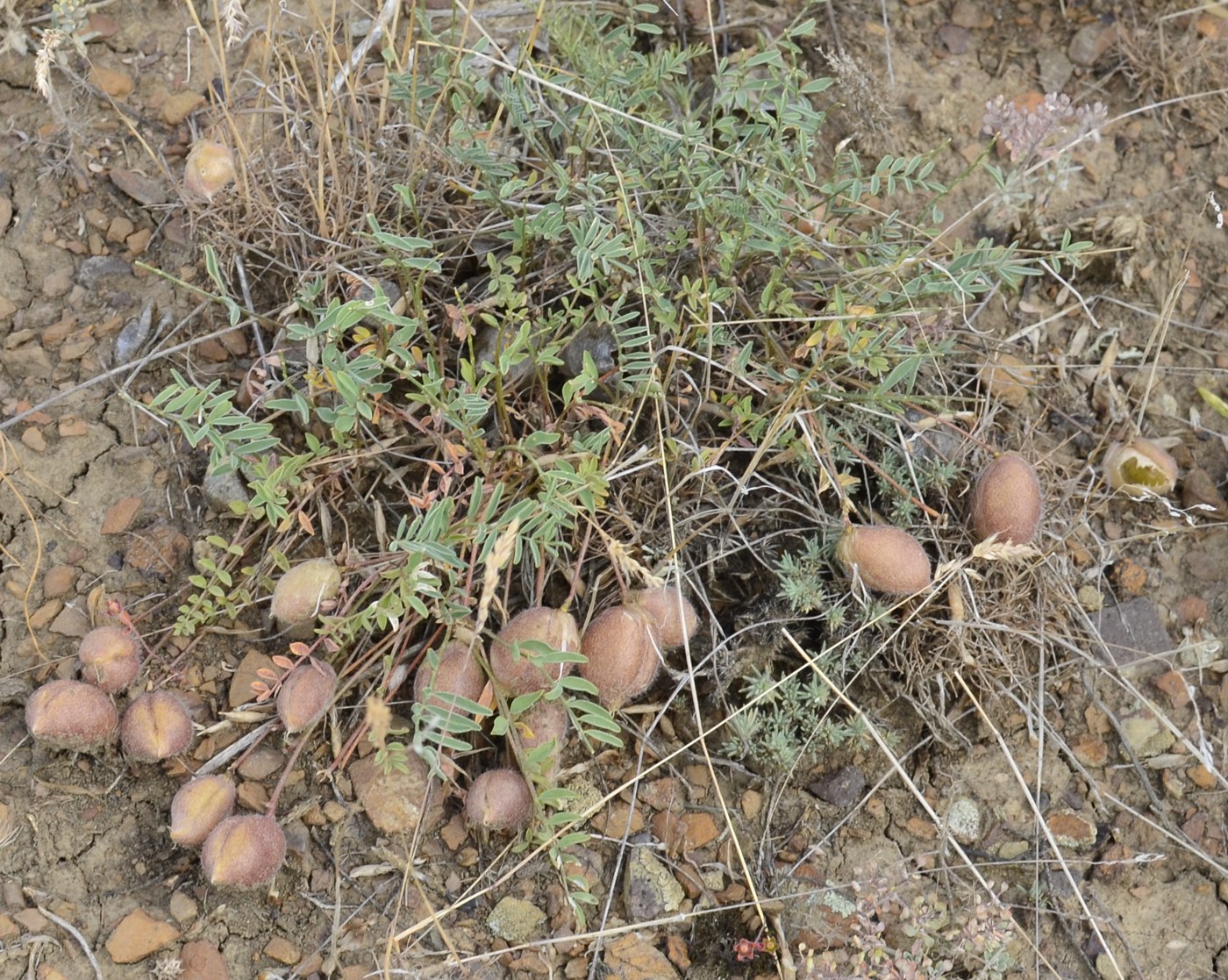 Изображение особи Astragalus sytinii.