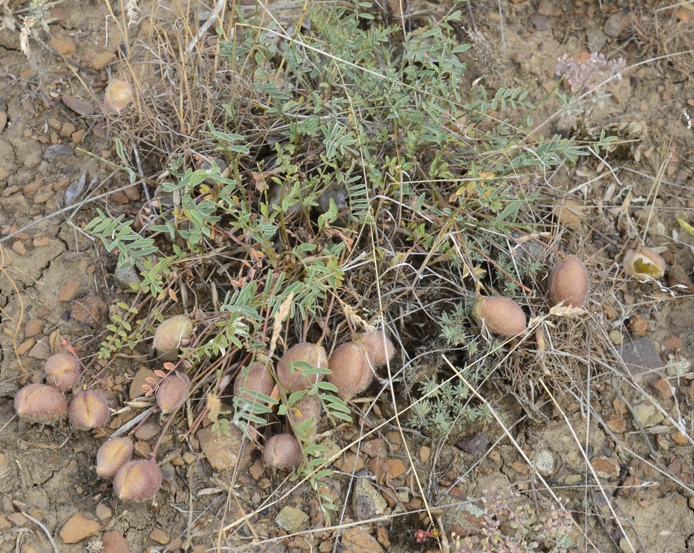 Изображение особи Astragalus pallasii.