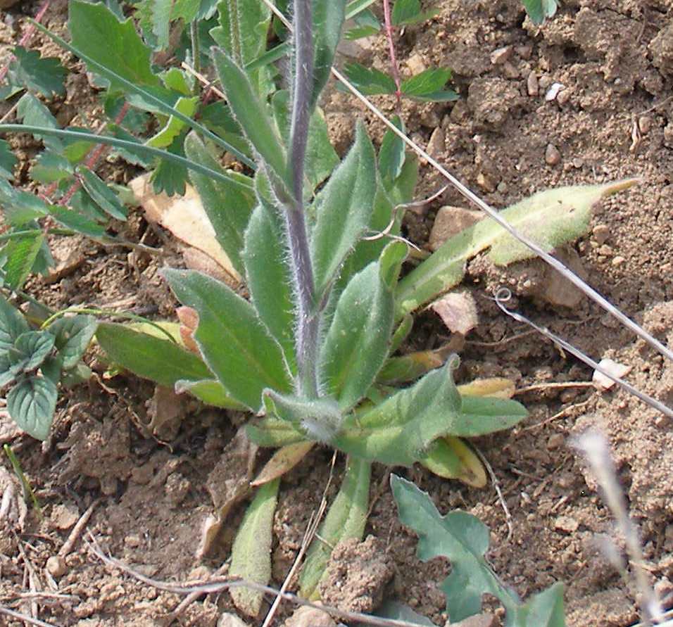 Изображение особи Camelina rumelica.