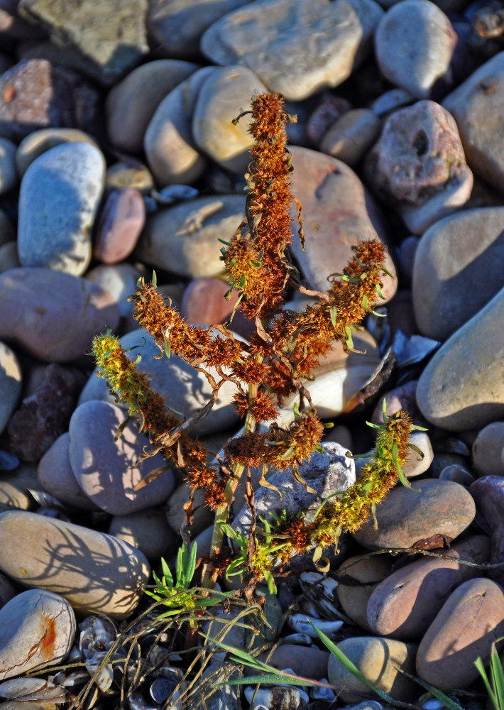 Изображение особи Rumex maritimus.