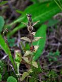 Bartsia alpina. Верхушка плодоносящего растения. Мурманская обл., Хибины, долина р. Кунийок, опушка смешанного леса. 07.08.2018.