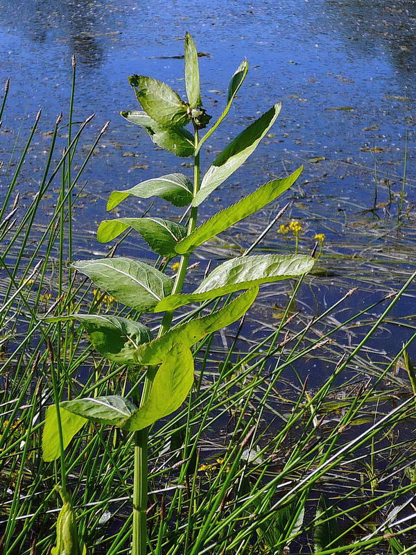 Изображение особи Sium latifolium.