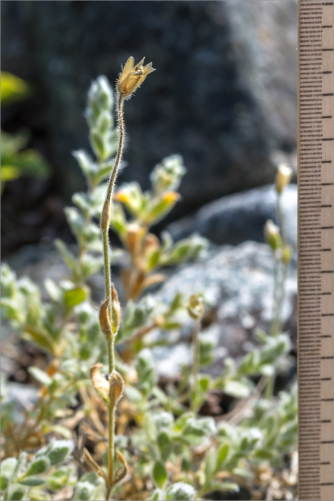 Image of Cerastium alpinum specimen.