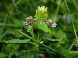 Prunella vulgaris. Верхушка отцветающего растения. Московская обл., Раменский р-н, пос. Ильинский, на дачном участке. 22.07.2018.