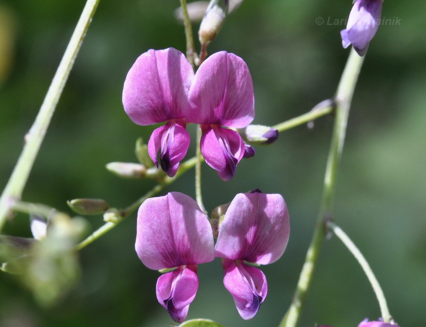 Image of Lespedeza bicolor specimen.