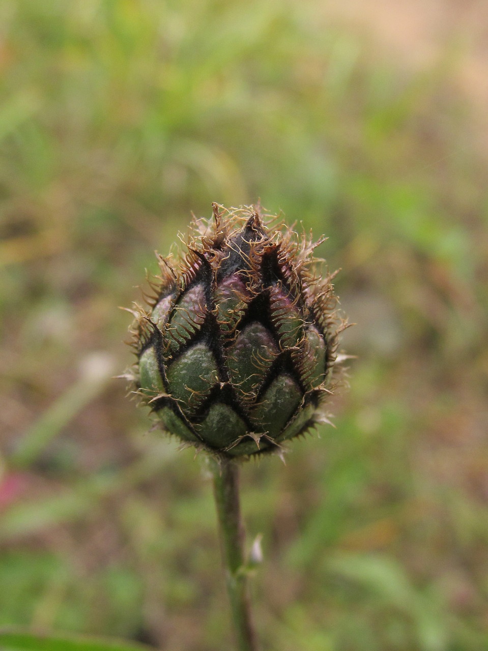 Image of Centaurea scabiosa specimen.