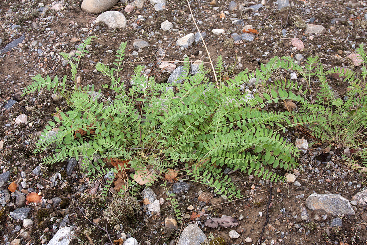 Image of Astragalus subpolaris specimen.