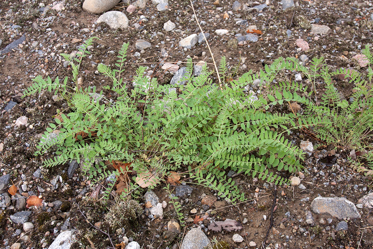 Изображение особи Astragalus subpolaris.