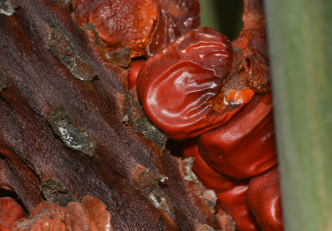 Image of Macrozamia riedlei specimen.