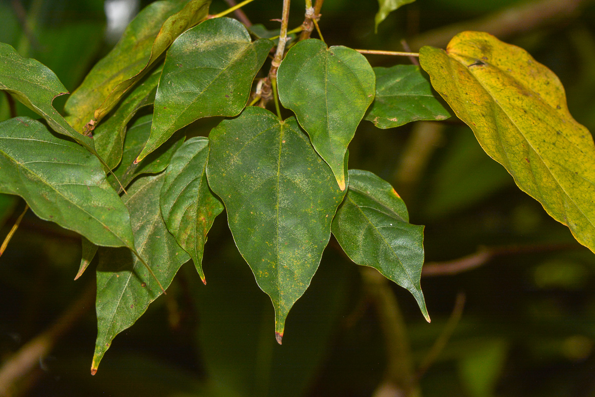 Image of Bixa orellana specimen.