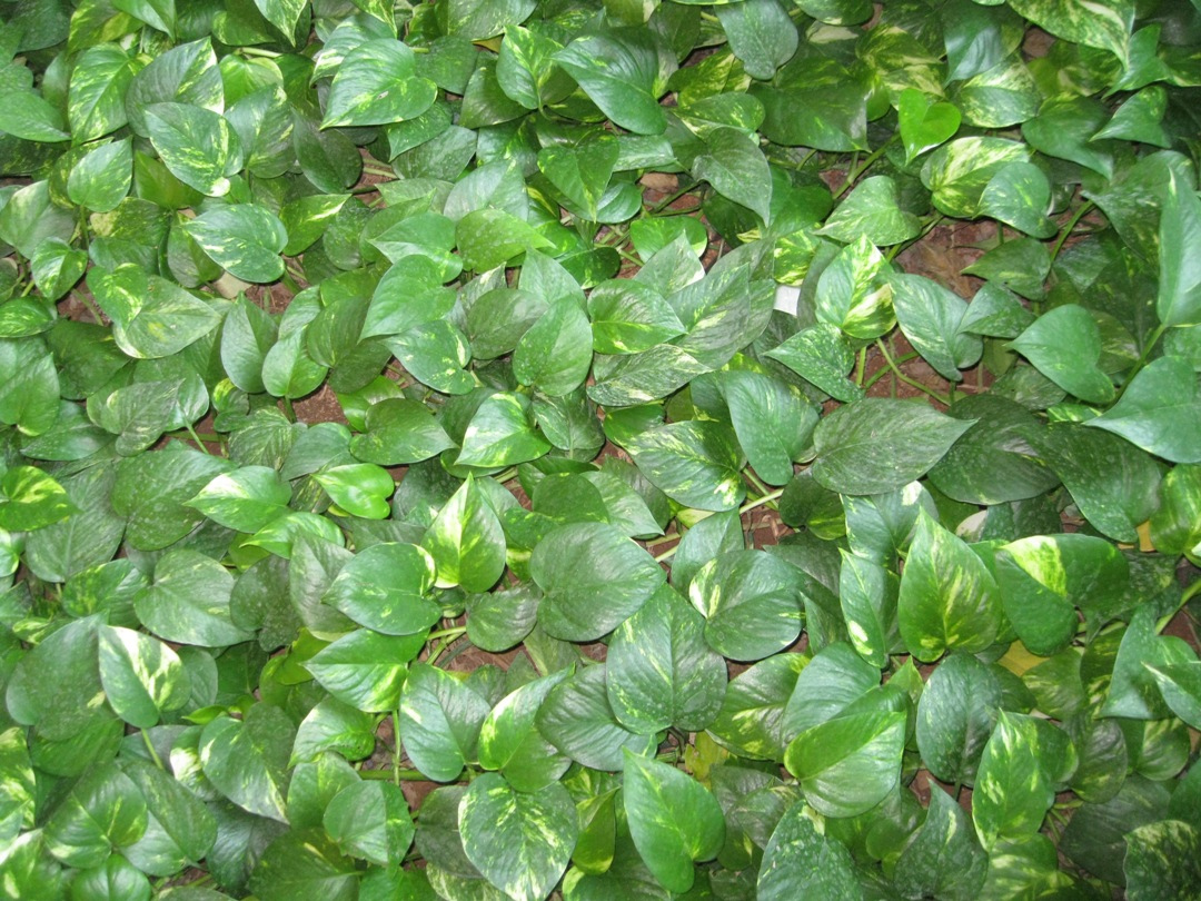 Image of Epipremnum aureum specimen.