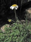 Achillea schurii