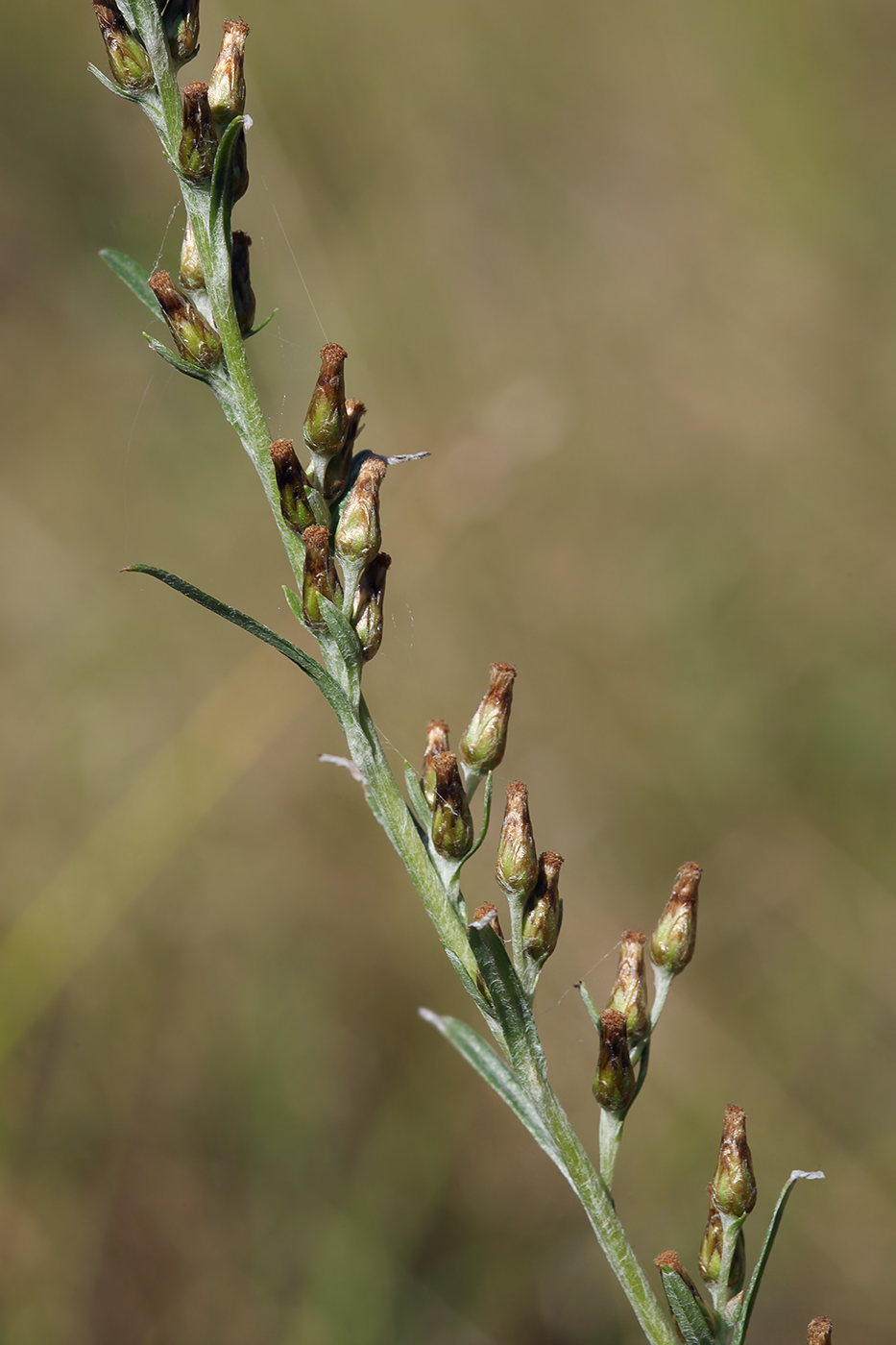 Изображение особи Omalotheca sylvatica.