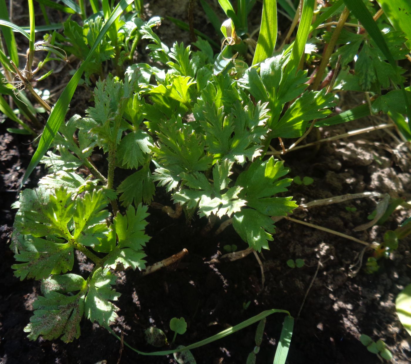 Image of Anemone coronaria specimen.