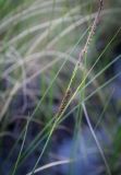 Carex lasiocarpa