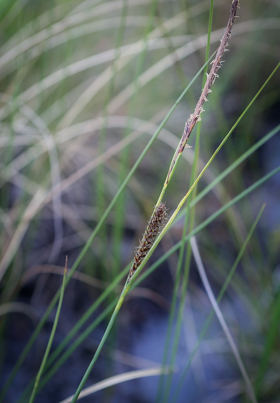 Изображение особи Carex lasiocarpa.