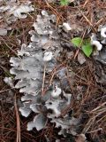 Peltigera rufescens. Слоевище. Свердловская обл., окр. г. Североуральск, р-н известнякового карьера, высокий скалистый берег канала Дублёр, сосновый лес. 12.06.2018.