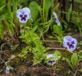 Viola wittrockiana