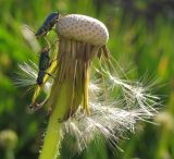 genus Taraxacum. Соплодие. Татарстан, г. Бавлы. 03.06.2010.