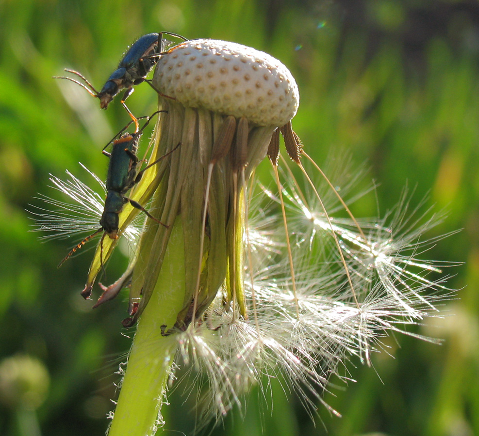 Изображение особи род Taraxacum.