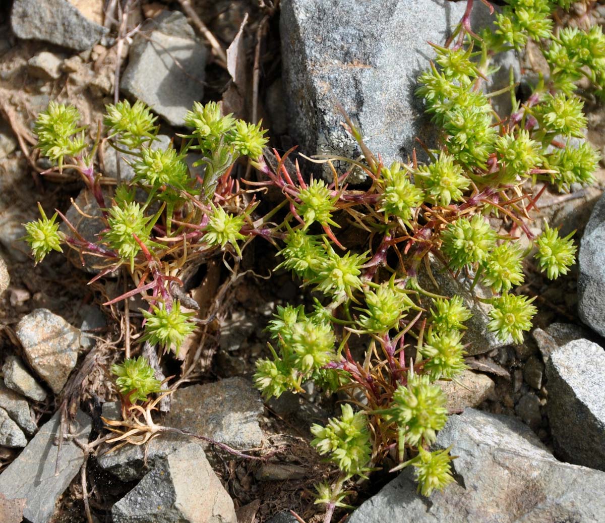 Изображение особи Scleranthus verticillatus.