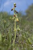 Ophrys mammosa subspecies caucasica. Цветущее растение. Краснодарский край, м/о г. Новороссийск, гора Шахан, травянистое сообщество задернованного скального обнажения на склоне южной экспозиции. 28.04.2019.