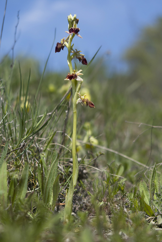 Изображение особи Ophrys mammosa ssp. caucasica.