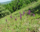 Anacamptis morio subspecies caucasica. Цветущие растения. Крым, окр. Судака, гора Чатал-Кая, остепнённый склон на вершине горы. 16 мая 2019 г.