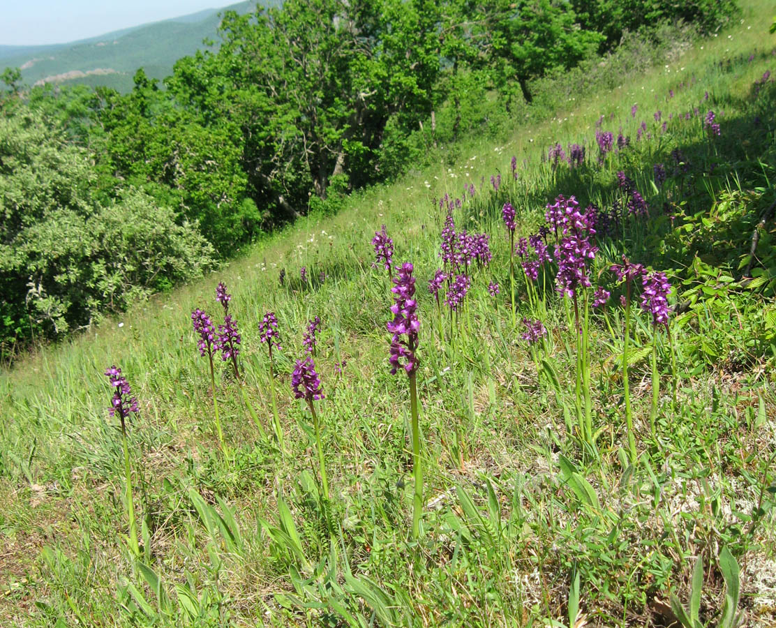 Изображение особи Anacamptis morio ssp. caucasica.