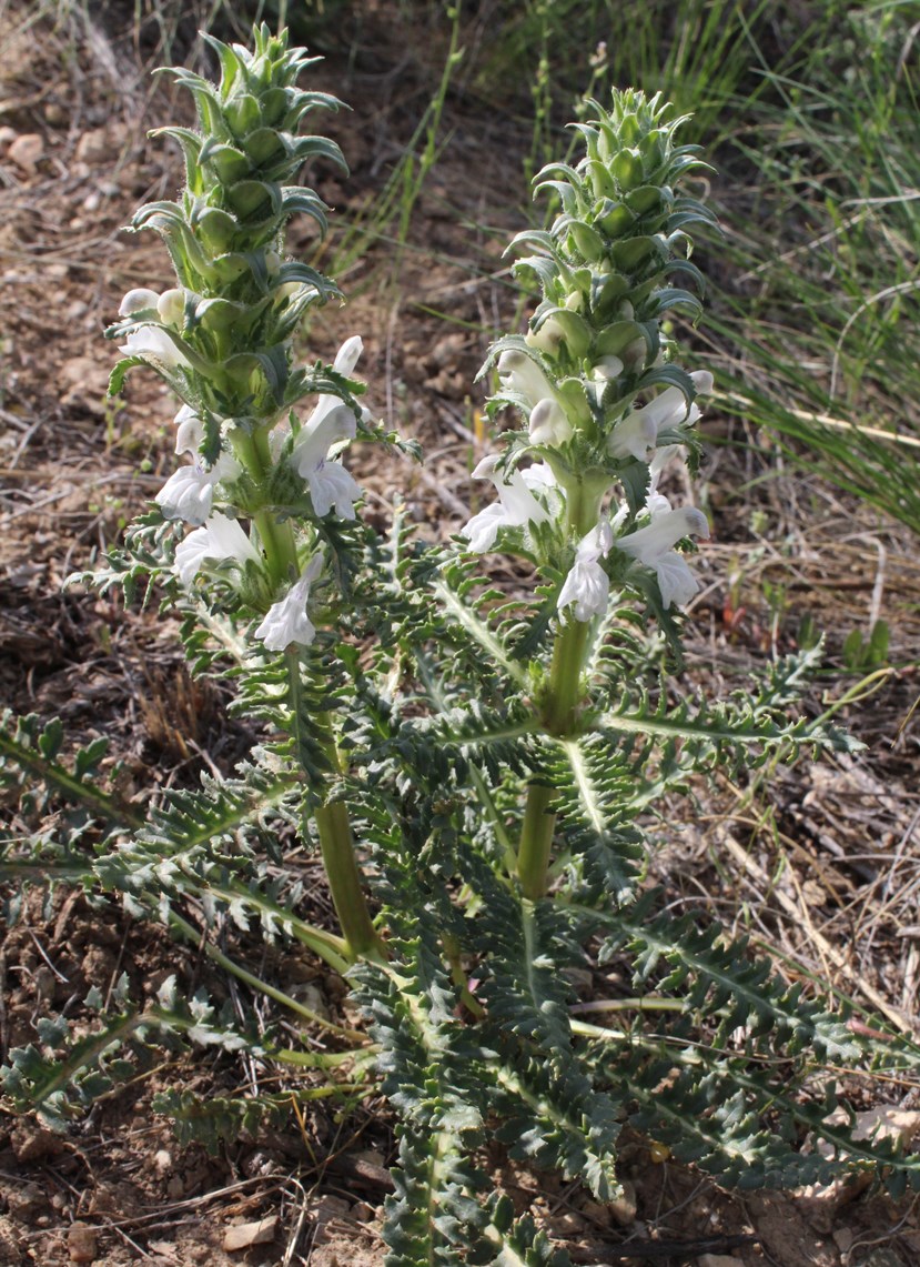Image of Pedicularis interrupta specimen.