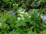 Cardamine yezoensis