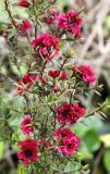 Leptospermum scoparium