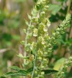 Teucrium kotschyanum. Соцветия с цветками и бутонами. Республика Кипр, Троодос, ≈ 1600 м н.у.м., крутой склон горы. 17.06.2019.