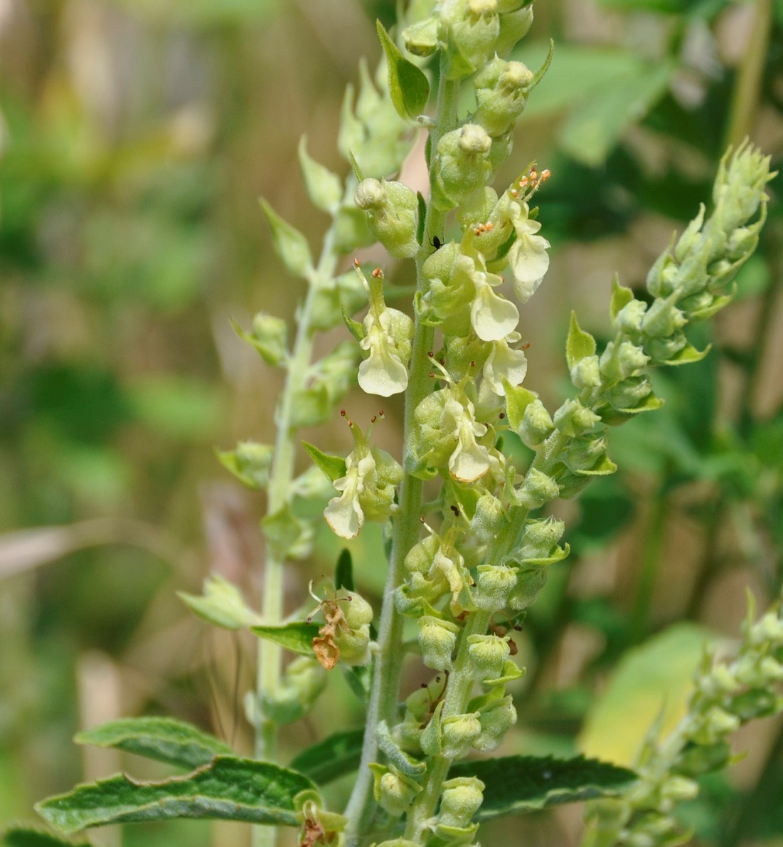 Image of Teucrium kotschyanum specimen.