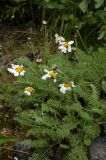 Pyrethrum transiliense