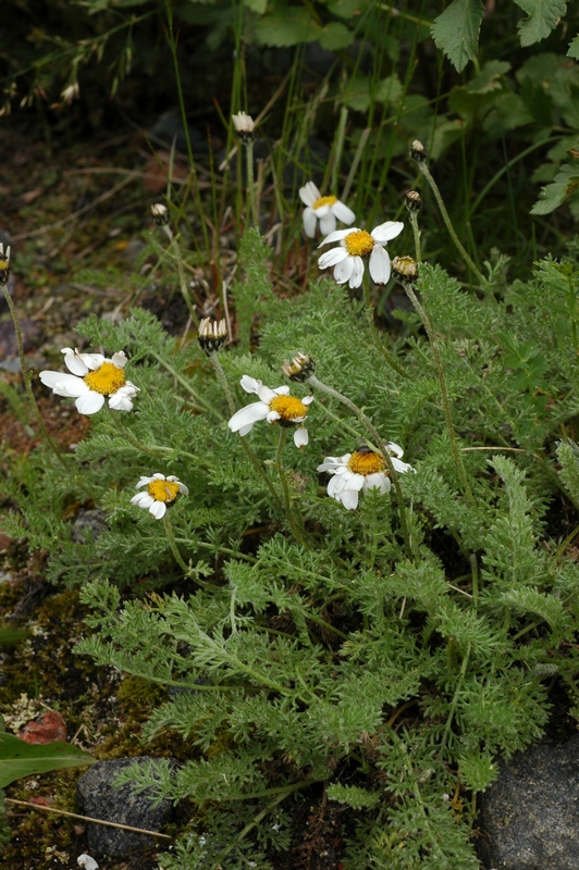 Изображение особи Pyrethrum transiliense.